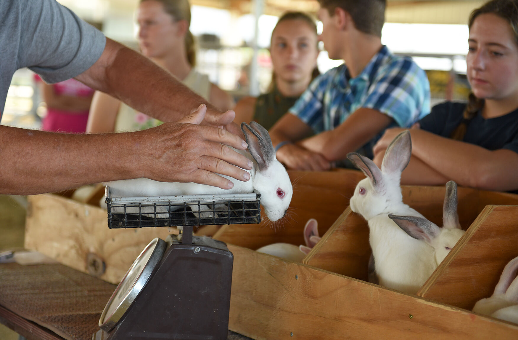 Roger Huslage weights a rabbit Wednesday